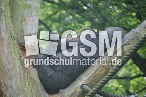 Gorillamutter und Kind.JPG